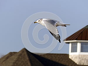 Gull In Flight