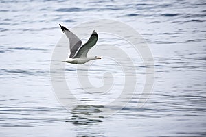 Gull in flight on the waves of the sea