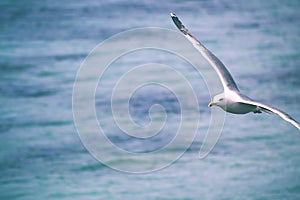 Gull in flight on the waves of the sea