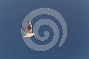 gull flying against calm blue water