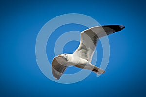 Gull flying on the blue sky, with the wings wide opened