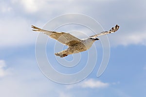 A gull is flying in a calm flight