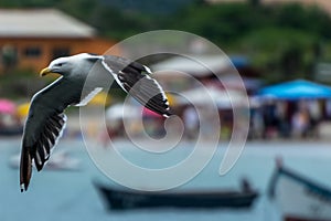 A gull flying over the water at the Pantano do Sul, in Florianopolis, Brazil