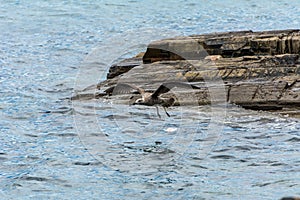 A gull flying over the water at the Pantano do Sul, in Florianopolis, Brazil