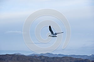 A gull flying in the sky