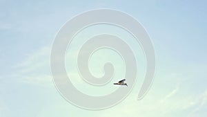 Gull flying through the sky