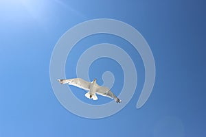 Gull flying in the sky