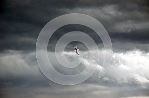 Gull flying through stormy sky