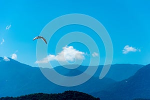Gull flying on a very blue sky