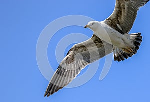 A gull flying with wings outstretch