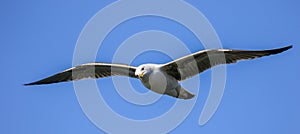 A gull flying with wings outstretch