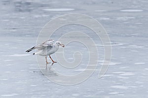 Gull with food in beak