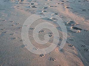 Gull foot prints in sand