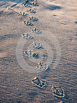 Gull foot prints in sand