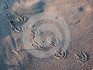 Gull foot prints in sand
