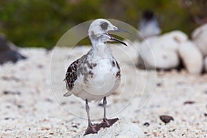 Gull furcatus on Genovesa Island