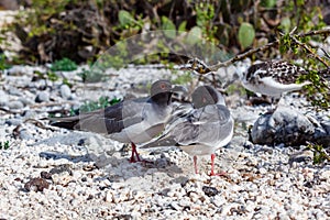 Gaviota sobre el isla 