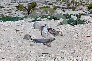 Gaviota sobre el isla 