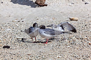 Gull furcatus on Genovesa Island photo