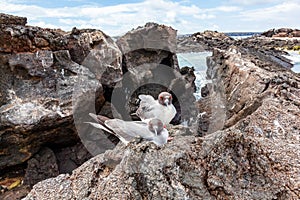 Gaviota sobre el isla 