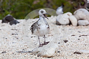 Gaviota sobre el isla 