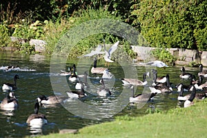 Gull and goose feeding frenzy