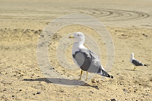 Gull on the Grand Canaria photo