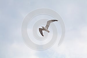 Gull in the gray blueish sky seen from below in flight with the wings open photo