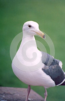 A dramatic sea gull waits on a rock with green in San Diego, California near the Paific Ocean.