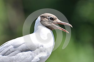 Gull on green background nature