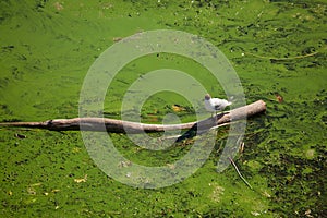 Gull and the green water