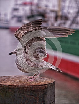 Gull Hamburg port open wings