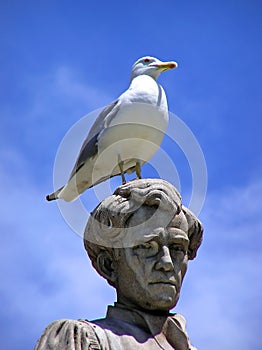 Gull on a head of statue