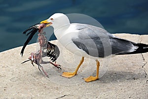 Gull Holding a Dead Bird in its Beak