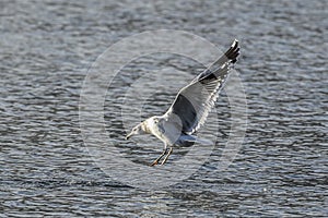 Gull hovers above the water