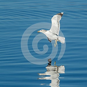 Gull hovers just above the water.