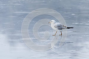 Gull on ice