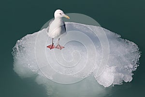 Gull on an Iceberg