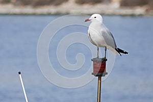 Gull Ichthyaetus audouinii perched on pilot boat signaller in Guardamar del Segura, Spain