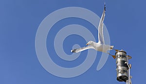 Seagull initiating the flight