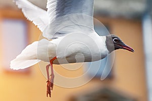 Gull lake white with a dark head flies in the city near