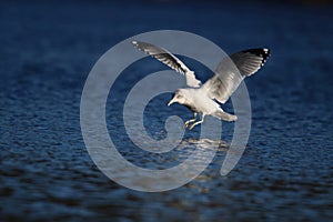 Gull Landing on a Winter Lake