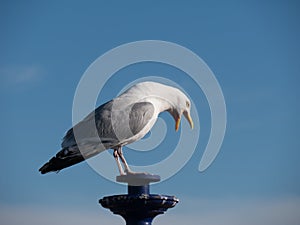 Gull on a lantern