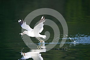 Gull Larus Canus catching a fish at lake