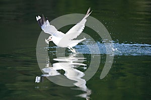 Gull Larus Canus catching a fish at lake