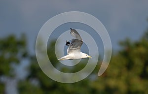 Gull (Larus canus) flying in the sky