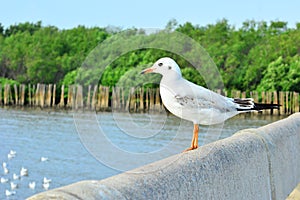 Gull with mangrove forest