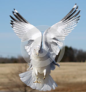 Gull in mid flight