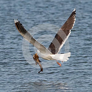 Gull and monkfish prey at Fort Phoenix State Reservation, Fairhaven, Massachusetts