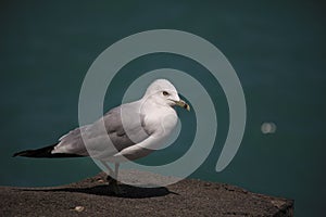 A gull near sea